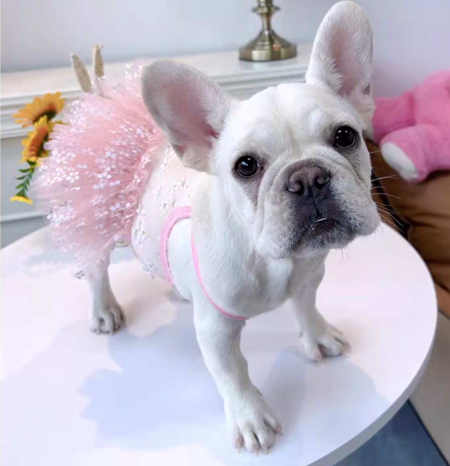 Yazlık Pug Elbisesi Fransız Bu - Summer Clothing In French incelemesi ve fiyatı